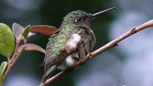 Attract Hummingbirds