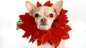 Poinsettias Poisonous To Dogs Cats