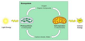 Photosynthesis Bioninja