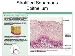 Epithelium Connective Tissue And