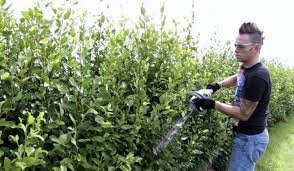 How To Cut Prune Trim Hedges The