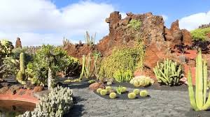 View Of Cactus Garden Jardin De Cactus