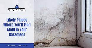 Find Mold In Your Basement