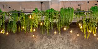 Hanging Plant Indoor Images Browse 29