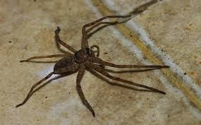 How Common House Spiders Can Cause