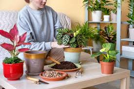 Peacock Plant Calathea Makoyana Care