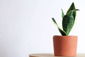 8 House Plants That Are Toxic To Dogs