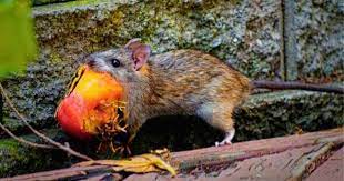 How To Keep Rats From Your Garden As