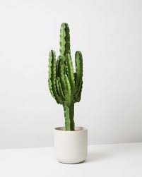 Cowboy Cactus Euphorbia Ingens