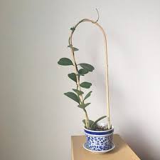 Climbing Plants Safe For Pets Leaf