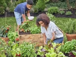 Growing Your Own Fruits And Vegetables