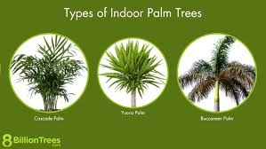 37 Types Of Indoor Palm Trees To Grow