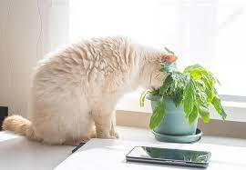 22 Pet Friendly Plants Perfect For Your