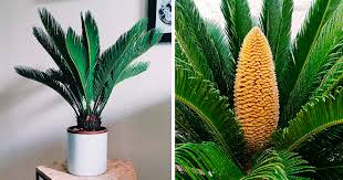 Sago Palm Care Guide Easy To Grow And