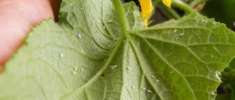 10 Most Common Plant Pests C I L