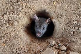 Repel Rats From Invading Your Garden