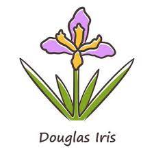 Douglas Iris Plant Purple Color Icon
