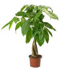 Pachira Aquatica Money Tree Plant