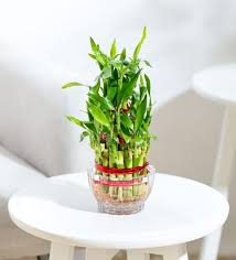 Indoor Plants Buy Indoor Plants