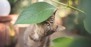 What Cat Friendly Plants Can I Have In