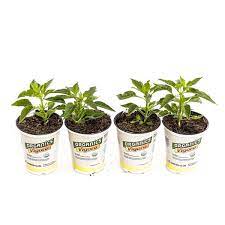 1 71 Pint Organic Serrano Pepper Plants