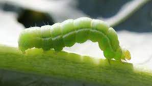 Directory Of Garden Pests And Diseases