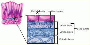 Two Layers Of The Basement Membrane