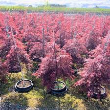 Buy Crimson Queen Japanese Maple Trees