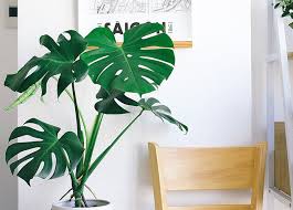Indoor Plants How To Choose The Best