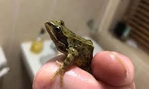 Homeowners Report Frogs Are Emerging