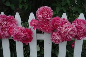 Long Lived Peonies Thrive Even With