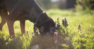 Dangerous Common Plants Dog Owners
