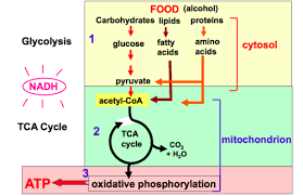 Bio Lab Cellular Respiration