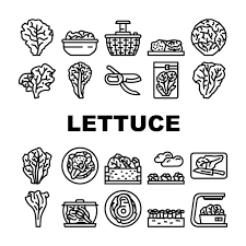 Lettuce Salad Leaf Vegetable Icons Set