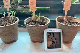 The 6 Best Indoor Gardens For 2024