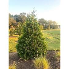 7 Gal Arborvitae Green Giant Shrub