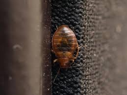 How To Avoid Bed Bugs In New Jersey