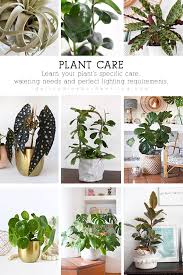 Plants Delineate Your Dwelling