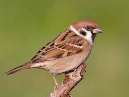 The Tree Sparrow Identification