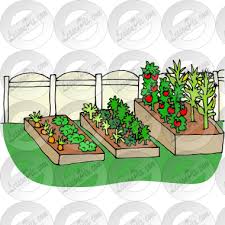 Vegetable Garden Picture For Classroom