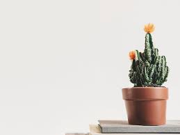 Funeral Homes In Winter Garden Florida