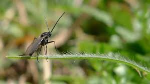 How To Control Fungus Gnats And Damping