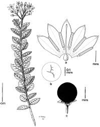 Dulcamaroid Clade Of Solanum