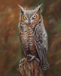 Great Horned Owl Drawing By Barbara