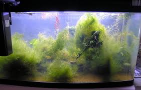 Mold In The Fish Tank How To Remove It