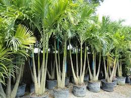 Fascinating Facts About Palm Trees