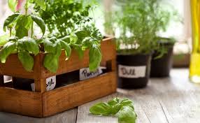 Indoor Gardening With Purpose Fresh