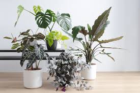 12 Types Of Indoor Plants With Names To