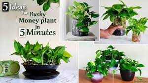 Money Plant Indoor Plants Propagating
