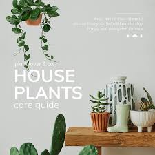 Indoor Plants Psd 7 000 High Quality